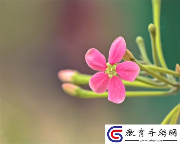 那英BB是什么樣子的