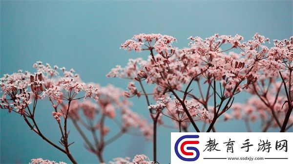 成品短視頻app源碼入口在哪