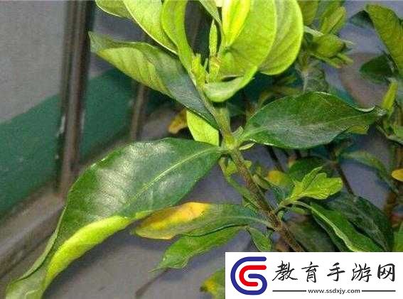 梅花13黃化現(xiàn)象的原因及防治方法